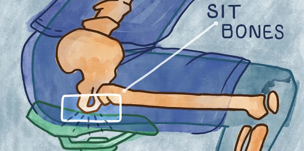 Imagen de huesos de la zona de la cadera señalando los isquiones donde apoyan en un sillin de ciclismo